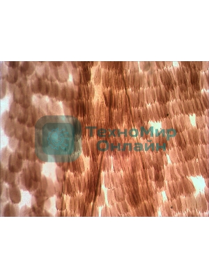 Набор микропрепаратов Levenhuk N10 NG