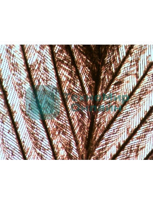 Набор микропрепаратов Levenhuk N10 NG