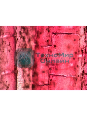 Набор микропрепаратов Levenhuk N10 NG