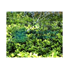 Дождеватель-разбрызгиватель круговой вращающийся 3-х сопловый Deli DL581301 2 режима распыления, площадь орошения до 310кв.м, диаметр шланга 3/4