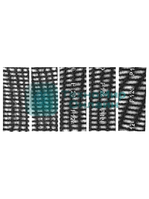 Сетка абразивная Сибртех, P 120, 115 х 280 мм, 5 шт.